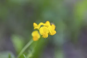Bird's-foot Trefoil (Lotus corniculatus)