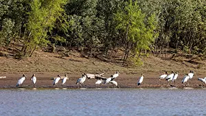 Birds gathered on the riverbank against the backdrop of a green forest edge