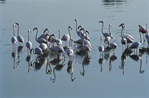 Birds, greater flamingo phoenicopterus rubber
