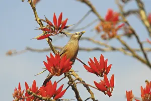 Birds, Grey Headed Myna sturnus malabaricus on coral flowering tree at Ranganathittu near Mysore