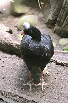 Birds, helmeted curassow in Bronx zoo