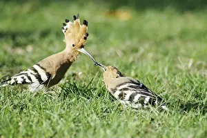 Birds, Hoopoe (Upupa epops), Jodhpur