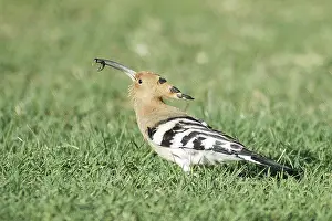 Birds, Hoopoe (Upupa epops), Jodhpur