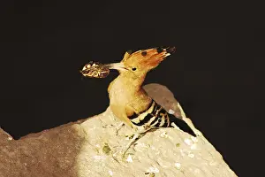 Birds, Hoopoe (Upupa epops), Jodhpur