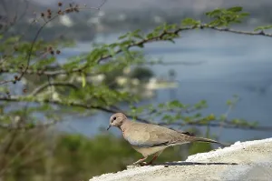 Birds Of India. Senegal turtle dove (Streptopelia senegalensis)