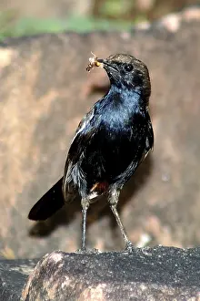 Birds, Indian Robin (Saxicoloides fulicata)