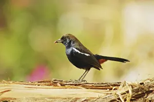 Birds, Indian Robin (Saxicoloides fulicata)