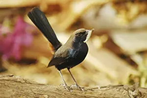Birds, Indian Robin (Saxicoloides fulicata)