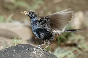 Birds, Indian Robin (Saxicoloides fulicata)