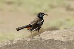 Birds, Indian Robin (Saxicoloides fulicata)