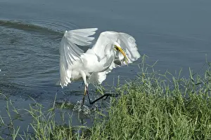 Birds, Large Egret (Casmerodius albus)