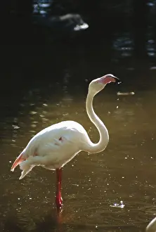 Birds, Lesser Flamingo Phoenicopterus minor Geoffrey