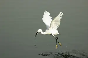 Birds, Little Egret (Egretta Garzetta)