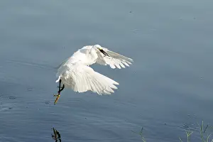 Birds, Little Egret (Egretta Garzetta) eating fish