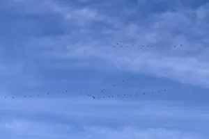 Birds Migratory birds flying in formation under blue sky with cirrostratus clouds