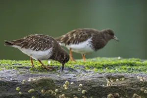 Two birds on a mossy rock, one pecking the ground