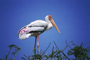 Birds, Painted Stork Ibis leucocephalus, India