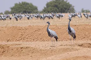 Birds, pair of demoiselle cranes grus virgo gathering in desert