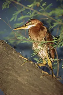 Birds, pond heron Or Paddy Bird Ardeola Grayii