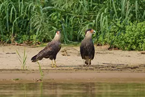 Two birds of prey standing on the bank surrounded by plants