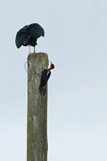Birds, Prick-wood-king, vulture-head-black