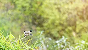 Birds name Pycnonotus Aurigaster or Sooty-headed bulbul