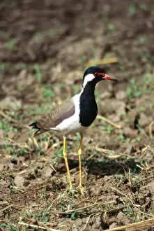 Birds, Red wattled lapwing vanellus indicus