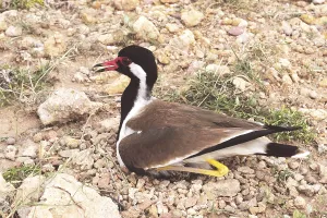Birds, red-wattled lapwing vanellus malabaricus hatching eggs