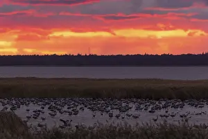 Birds resting on the water in the reeds while the sky glows intensely