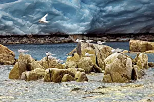 Birds on rocks surrounded by water and a glacier in the background