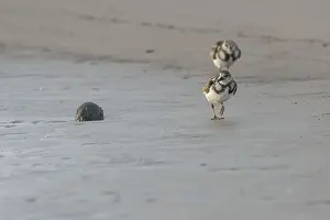 Birds, Roll-pity-sea, see-stones
