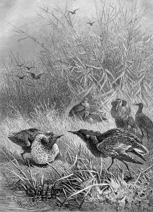 Birds, Ruff (Philomachus pugnax)