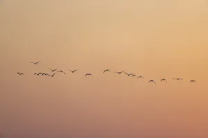 Birds silhouetted against a warm sunset sky