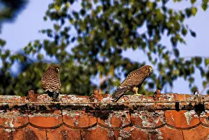 Two birds sitting on an old tiled roof with trees in the background