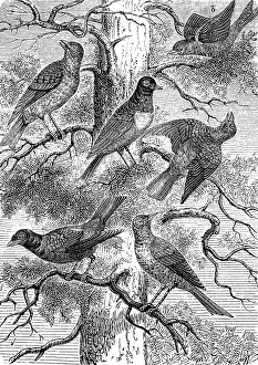 Birds, various species of thrushes