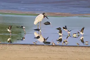 Birds by the water with reflections