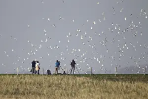 Birdwatcher and flock of Sandwich Terns (Sterna sandvicensis)