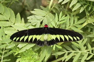 Birdwing, male (Trogonoptera brookiana)