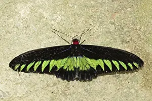 Birdwing, male (Trogonoptera brookiana)