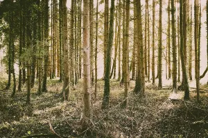 Birght and sunny pine forest in autumn