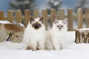 Birman cat, chocolate-point and lilac-tabby-point
