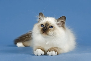 Birman Cat, kitten, part albino, point coloration