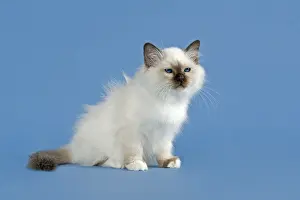 Birman Cat, kitten, part albino, point coloration