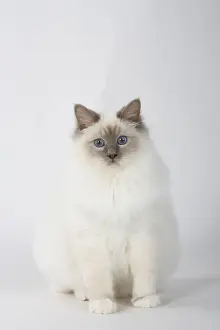 Birman cat, lilac-point, male, 7 months