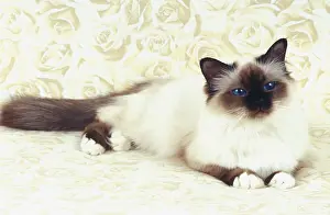 Birman cat seal-point female, one year old