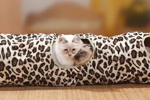 Birman cats, seal-point and lilac-tabby-point