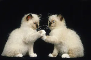 BIRMAN DOMESTIC CAT, PLAYING KITTEN AGAINST BLACK BACKGROUND