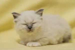 Birman kitten dozing