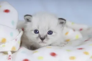 Birman kitten on a spotted blanket