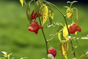 Bishop's crown (Capsicum baccatum)